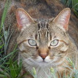 Ma belle Lily