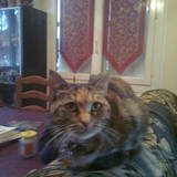 tigrette