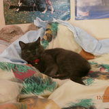 Minette