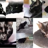 Montage Curly / Filou