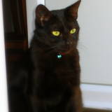 Shadow