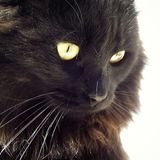 Divine, Chaton des Bois