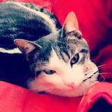 Praline ♥