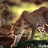 Goliath, tu ne vas pas avoir peur !! hihihi