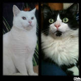 Felix et kiki