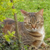 Lily