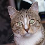 Tekila 