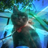 Minette