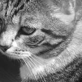 Kina
