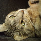 Lola ☜❤☞