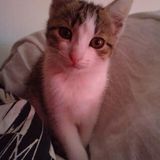 clochette