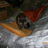 Minette