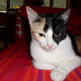 Pia ♥Crevette♥
