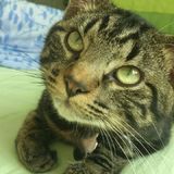 Marley ♂ 