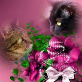 MIMINE &ROMEO