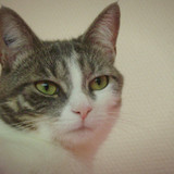 Moufette 