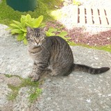 Léo alias Loulou