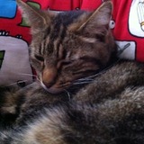 Chipie