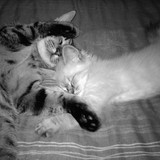 Fanzy & Flipou