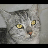 les amoureux des chats