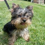 Gadget, le petit York qui va venir chez moi pendant quelques temps... Vous auriez un conseil pour que je ne sois pas trop jalouse ?