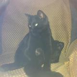 Filou