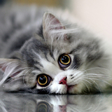 La team des chats gris
