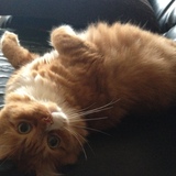 Findus