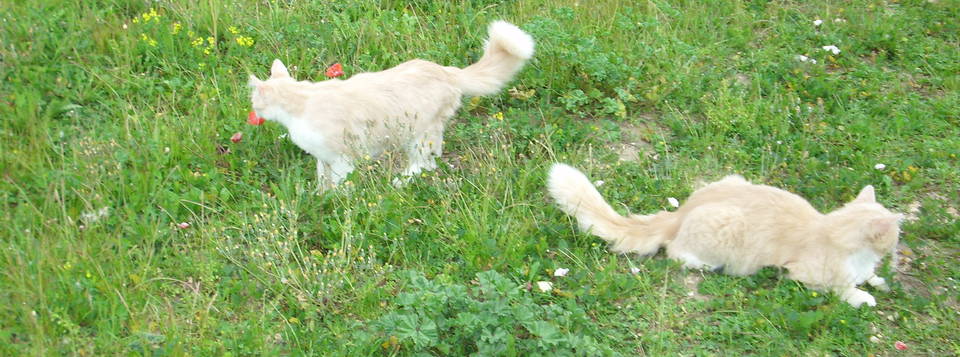 Léo 