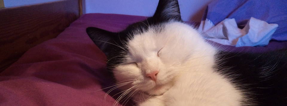 Mimi