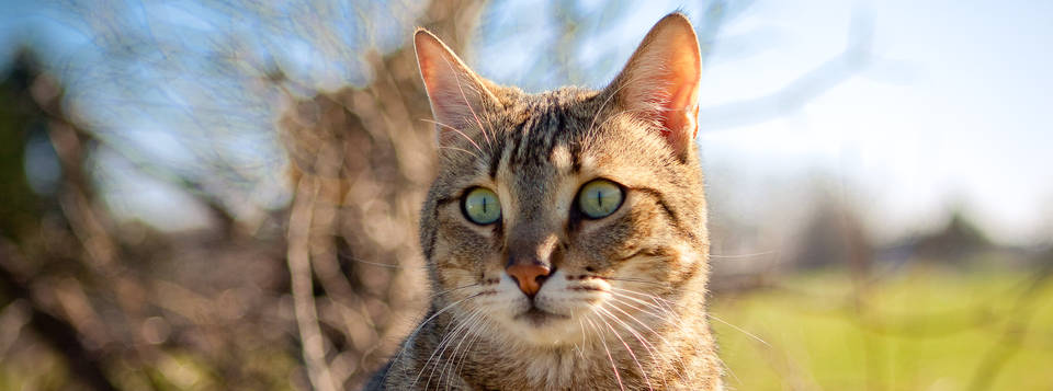 simba