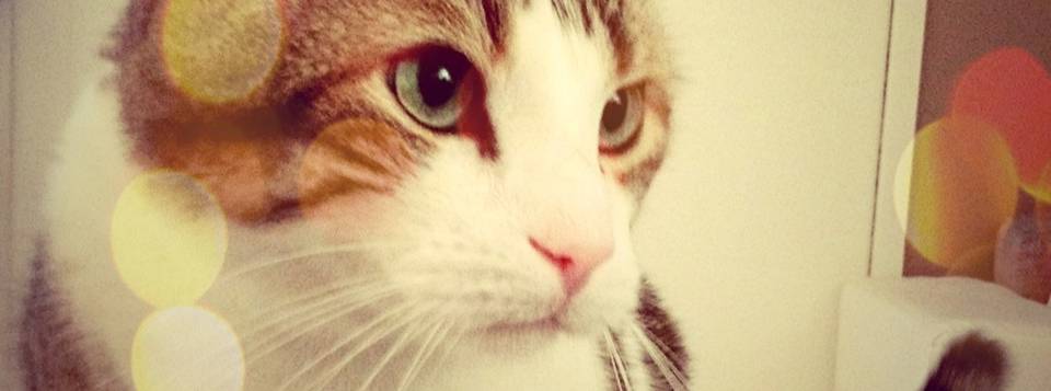 Léo Yummypets