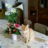Fox - Bibi