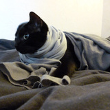 Tichat