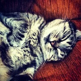 Fifi