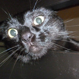 Tichat