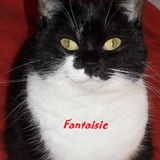 Fantaisie