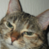 minette
