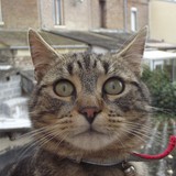 Alvin