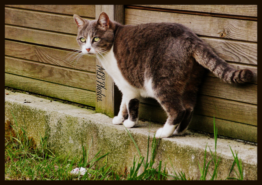 Au coucher du Soleil