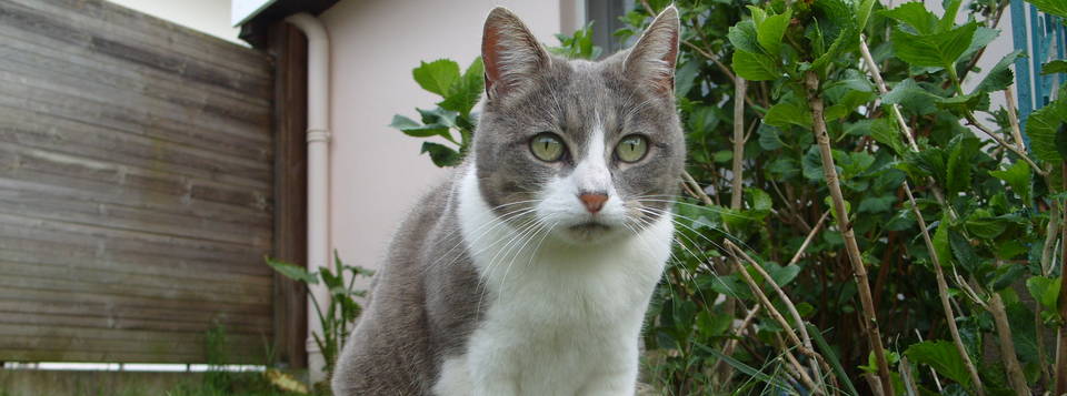 Féliché