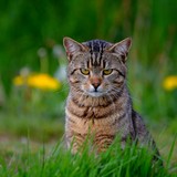 Ocelot