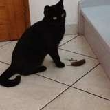 Bagheera