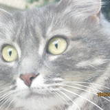 choupette