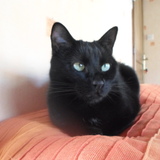 Mya