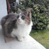 Les chats bicolores!