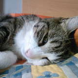 Ramses