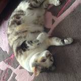 Minette