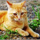 Garfield (Le roukinou) & Kico