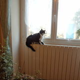 Se coucher sur le radiateur est un plaisir comme un autre ...
